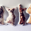 Cute pet shaped pillow custom customized DIY sofa cushion car cushion