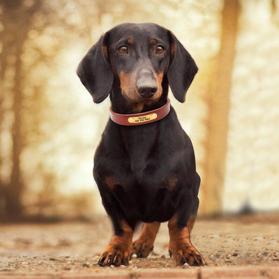 Collier pour chien Collier pour animaux de compagnie personnalisé