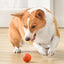 PetsWage™ Smart Teasing Dog Ball