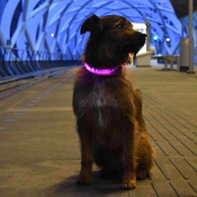 PetsWage™ LED Safety Dog Collar