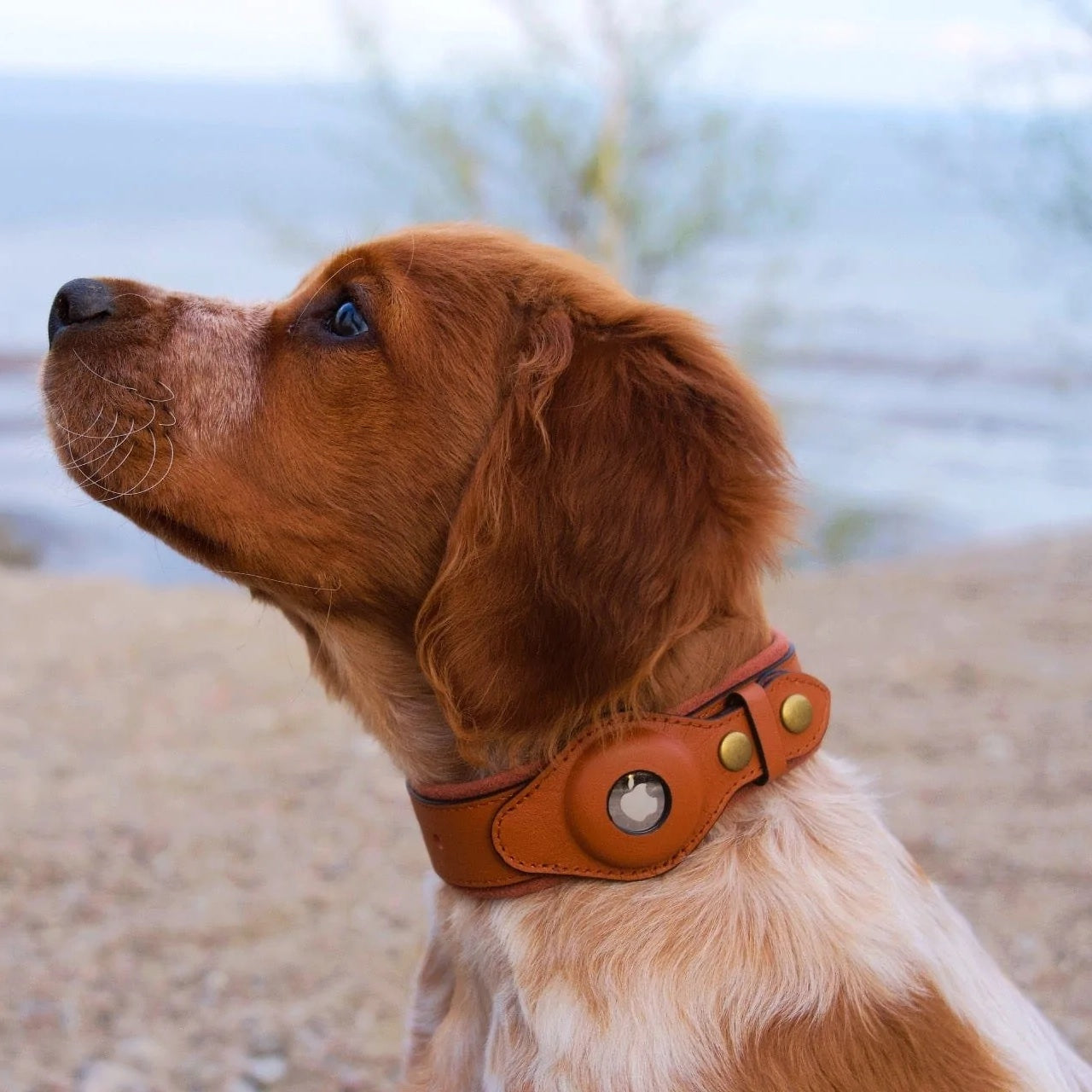 PetsWage™ Airtag Dog Collar