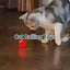 PetsWage™ Interactive Smart Cat Rolling Ball